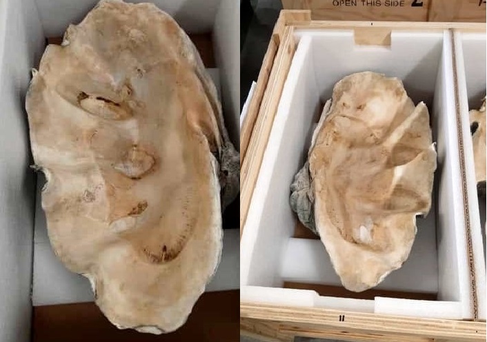 Due conchiglie giganti sequestrate a Firenze: appartengono a mollusco in  via di estinzione – L'Arno.it